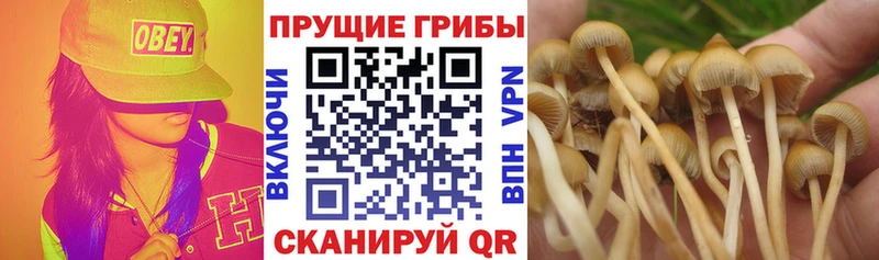 Псилоцибиновые грибы MAGIC MUSHROOMS  где найти наркотики  Бирюсинск 